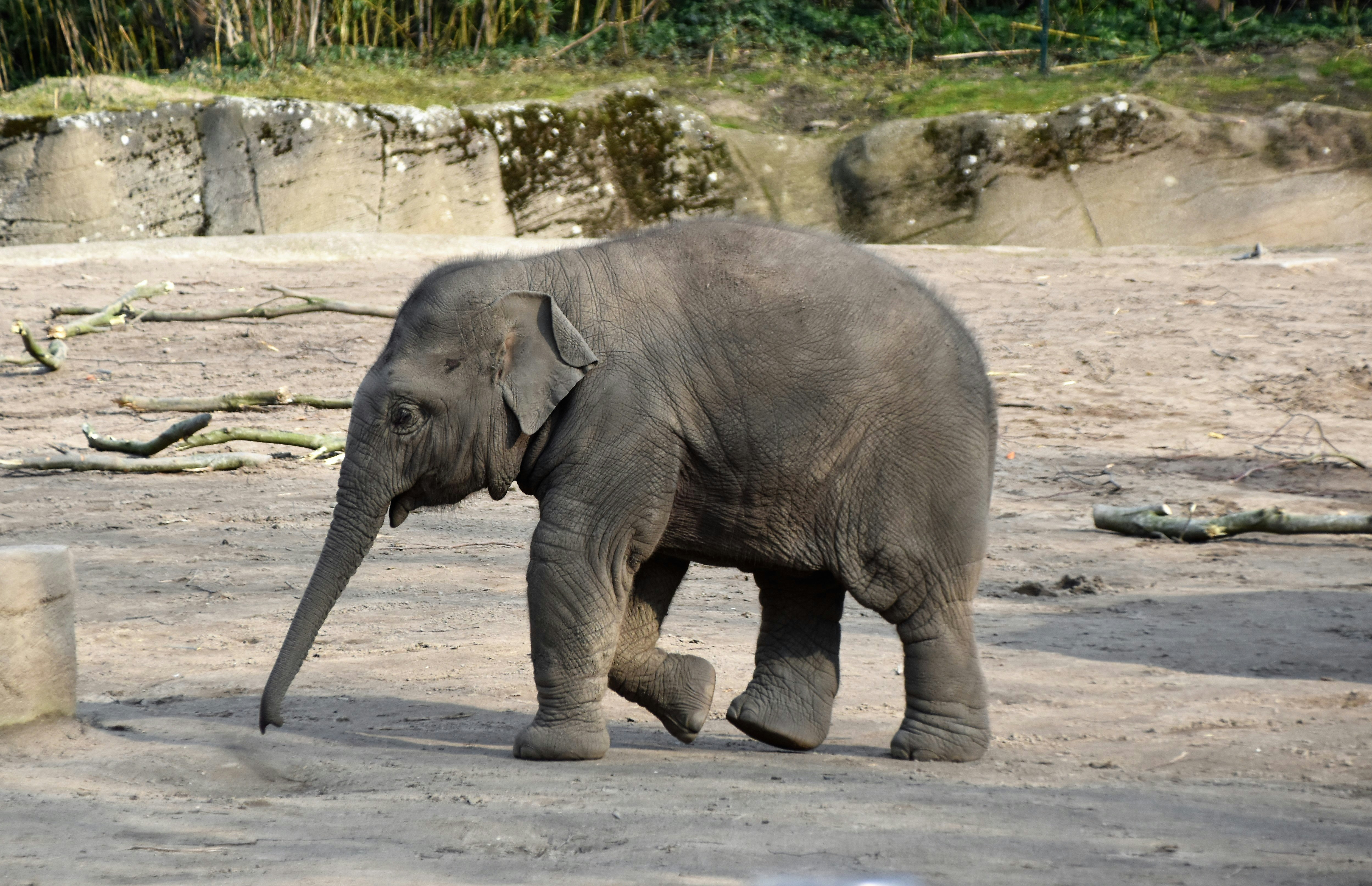 gray elephant